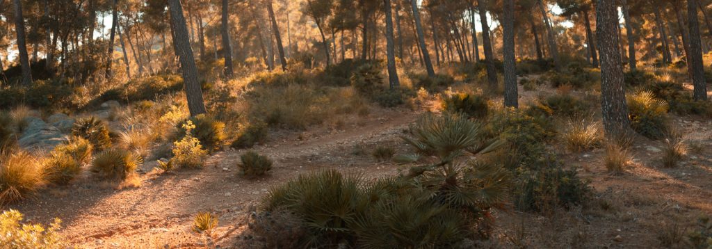 Große Flächen auf Mallorca sind bedeckt mit Macchia, mit immergrünen Gebüsch- und Strauchformationen.