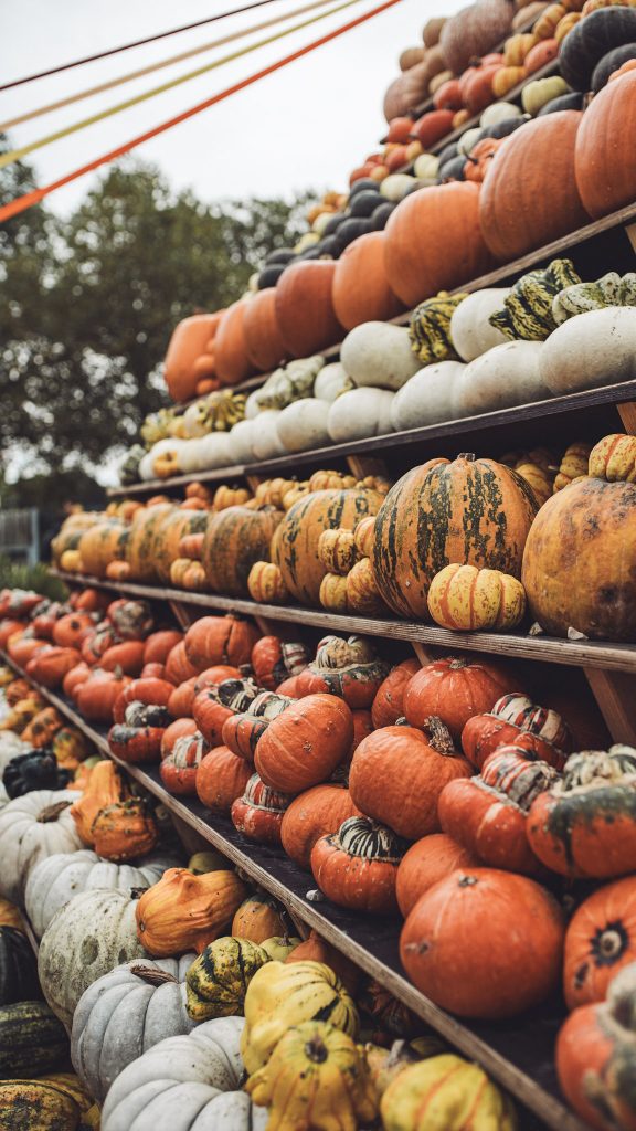 Wir bestaunen die Kürbis-Pyramide mit hunderten Sorten – ein buntes Highlight für jedes Herbstfoto und echtes Must-See auf dem Kürbisfest in Deutschland