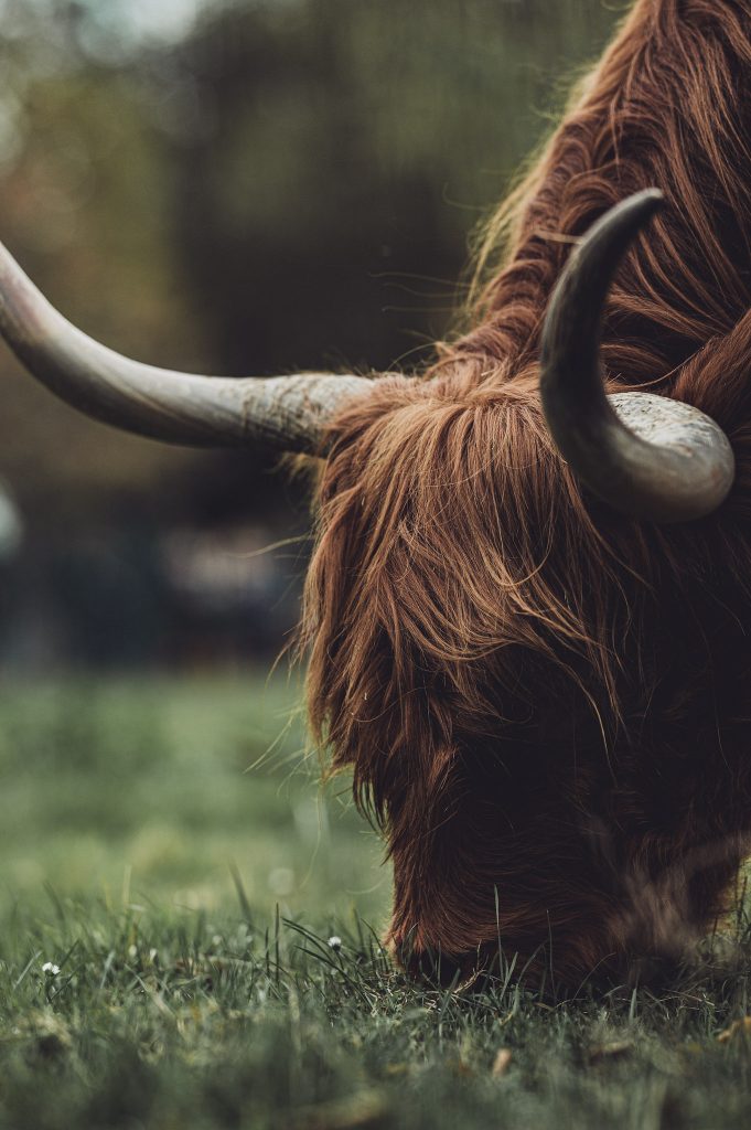 Nahaufnahme vom Fell und Horn eines schottischen Hochlandrinds auf einer Wiese beim Kürbisfest in Deutschland