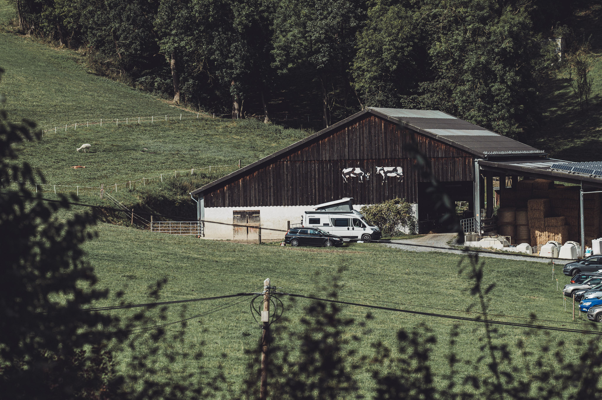 Ein Camper und ein Auto stehen direkt neben einer großen Holzscheune mit Kuhsymbolen, umgeben von grüner Weide. Dieses Bild zeigt den typischen Stellplatz auf dem Ferienhof am Hennesee – ideal für alle, die Camping mit Natur- und Hoferlebnis verbinden möchten.