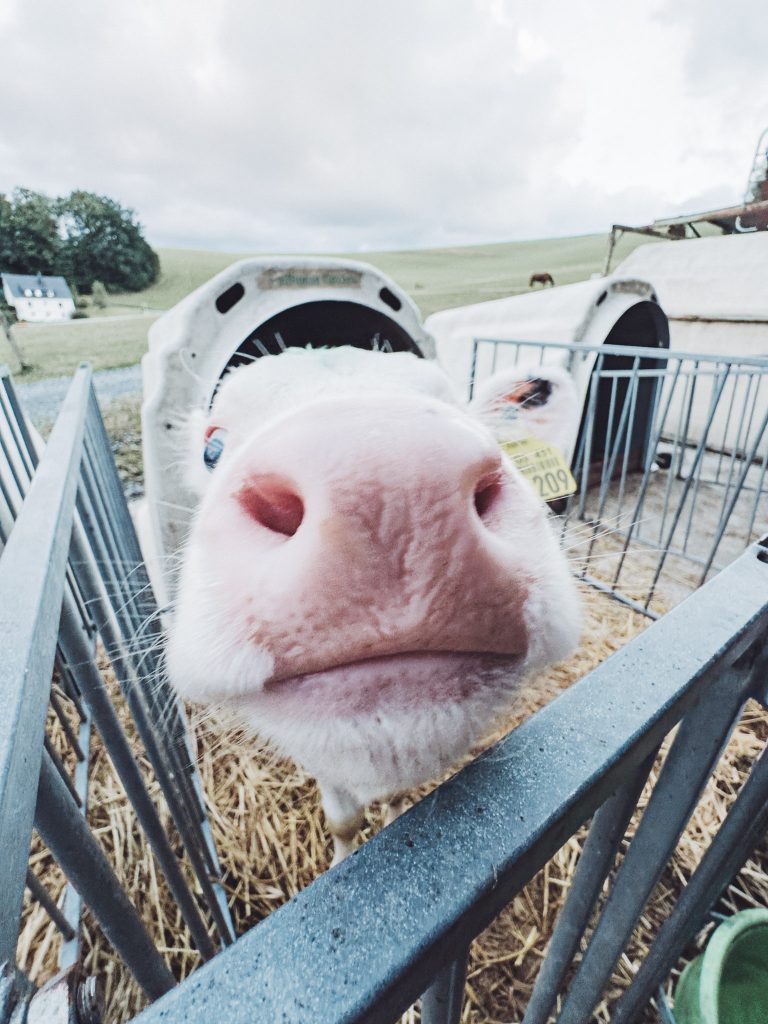 Eine junge Kuh steckt neugierig die Nase durch das Gitter ihrer Hütte. Der Ferienhof Hennesee ermöglicht tiernahe Begegnungen, die besonders für Kinder unvergesslich bleiben. Authentisches Bauernhoferlebnis mit Wohlfühlfaktor für Camper:innen.