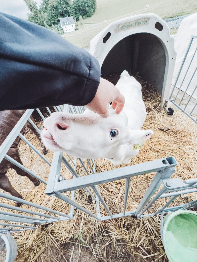 Ein Kalb genießt eine Streicheleinheit von einem Camper – ganz nah, ganz echt. Auf dem Ferienhof am Hennesee werden solche Momente zum Teil des Alltags. Ideal für tierliebe Van-Reisende, die Nähe zur Natur und Tieren suchen.