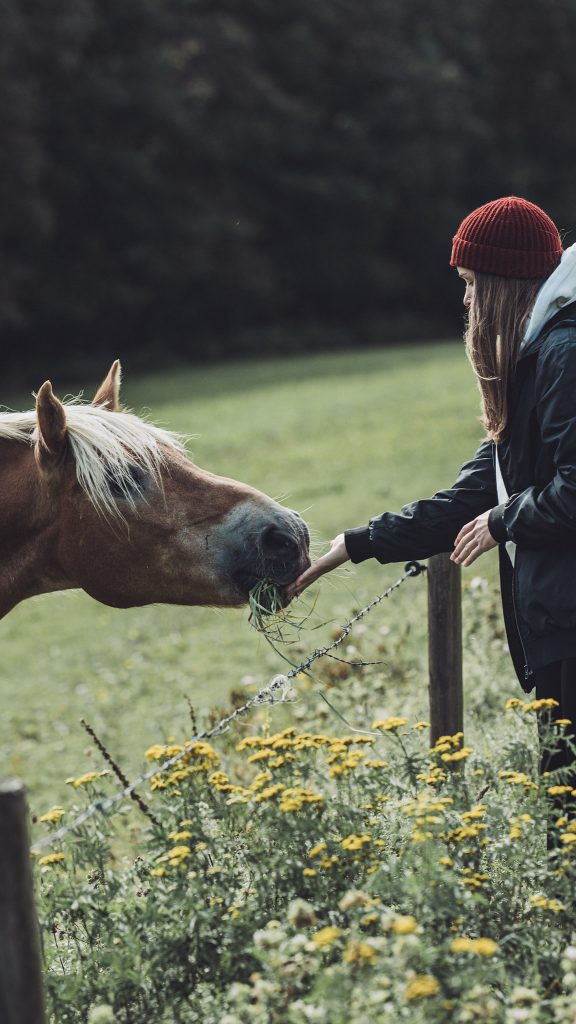 Wir treffen auf ein neugieriges Pferd am Hennesee, das sich über etwas frisches Gras freut – ein Moment voller Nähe zur Natur und tierischer Begegnungen.