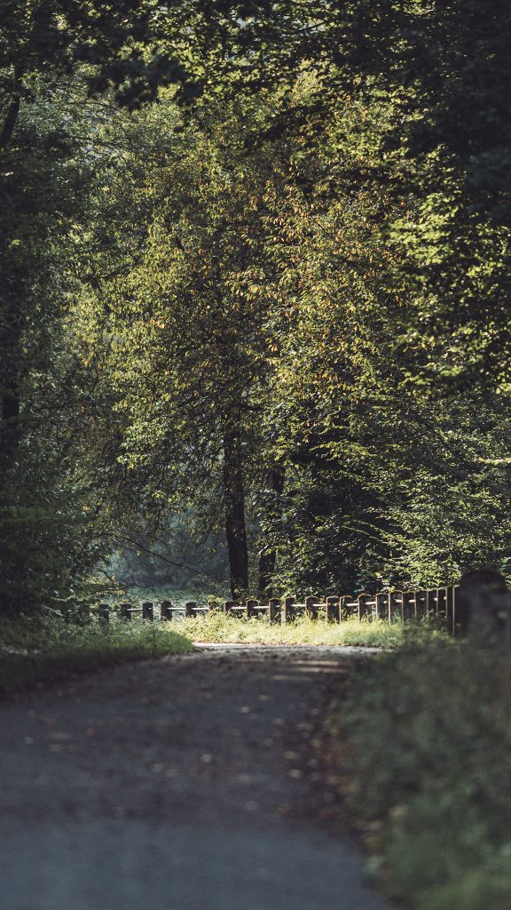 Wir schlendern über einen schmalen Waldweg, der vom Sonnenlicht durchflutet wird – genau die Art von Pfad, die Wanderungen am Hennesee so besonders macht.