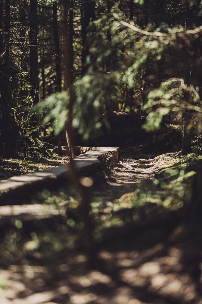 Holzbohlenweg am Lotharpfad im Schwarzwald