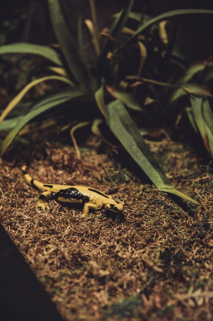 Ausstellungsdetail mit Salamander im Nationalparkzentrum Ruhestein – naturgetreu und kindgerecht inszeniert