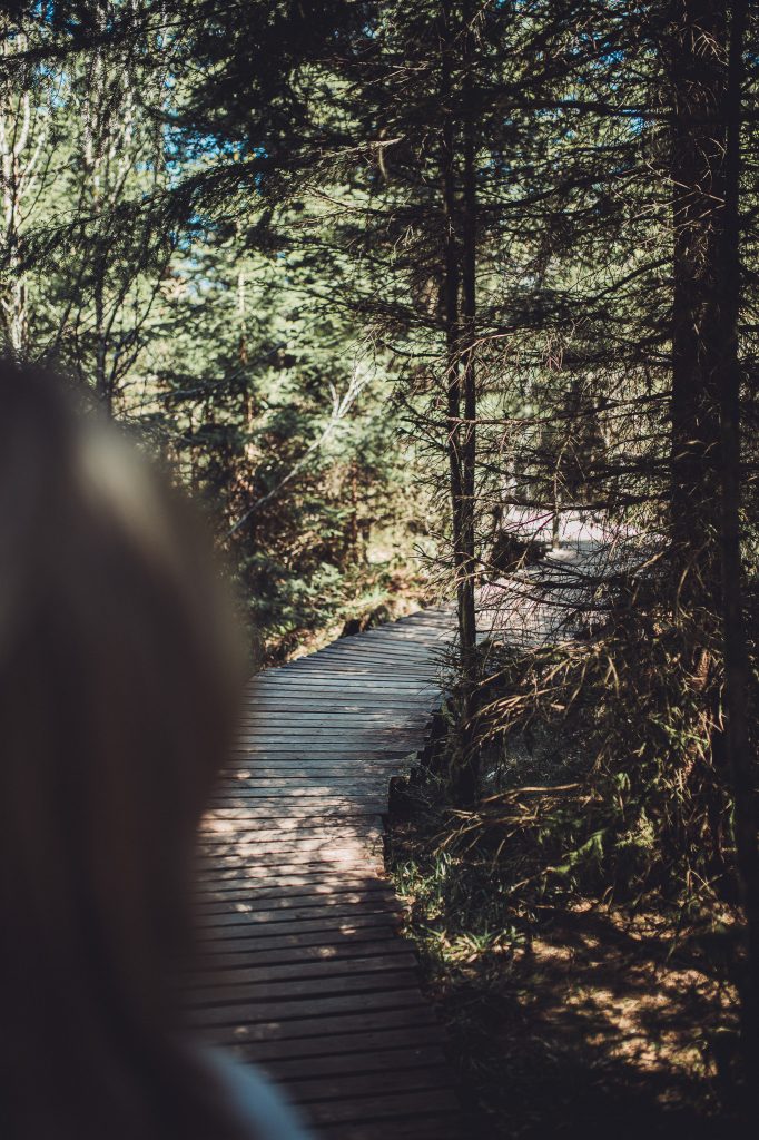 Holzbohlenweg am Lotharpfad im Schwarzwald