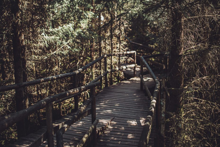 Holzbohlenweg durch den Lotharpfad im Schwarzwald