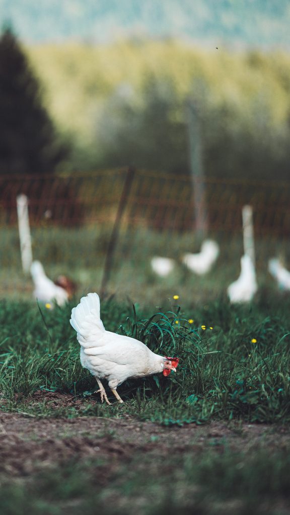 Makroaufnahme eines Huhns im Gras, Bauernhof, Naturbeobachtung, authentische Szene im Schwarzwald
