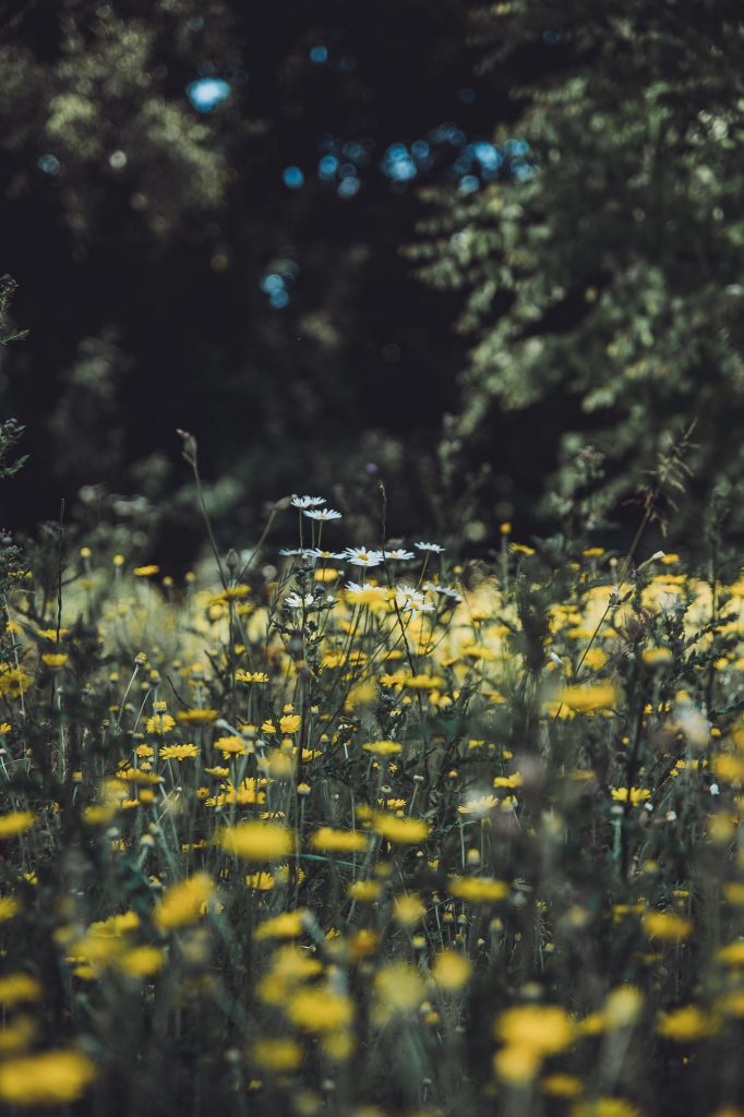 Sommerliche Wildblumenwiese mit gelben und weißen Blüten im Kurpark von Horn-Bad Meinberg