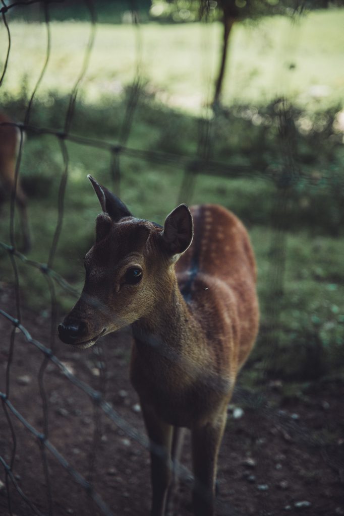Junges Dammwild im Wildpark Warstein aus nächster Nähe hinter einem Zaun fotografiert.