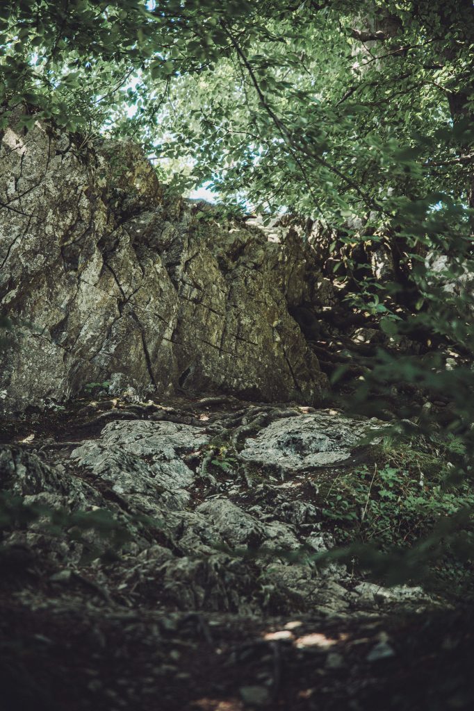 Felsformation mit Baumwurzeln und Moos im Wildpark Warstein.