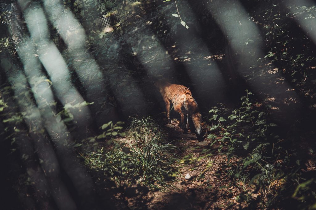 Fuchs im Wildpark Warstein läuft durch den Wald mit Sonnenstrahlen im Hintergrund.