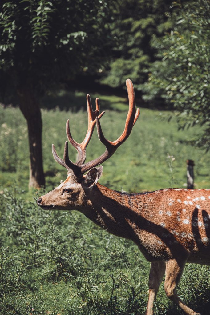 Hirsch mit großem Geweih im Wildpark Warstein auf einer sonnigen Wiese.