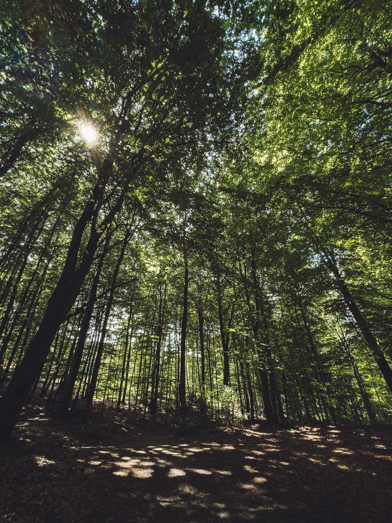 Bielsteinfelsen mit Gipfelkreuz im Wildpark Warstein unter blauem Himmel.