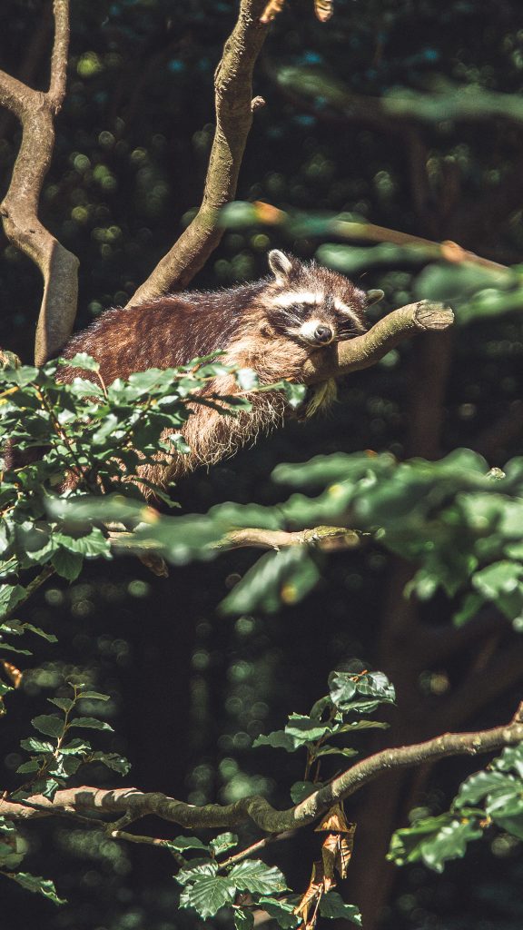 Waschbär liegt entspannt auf einem Ast im Wildpark Warstein und blinzelt in die Sonne.