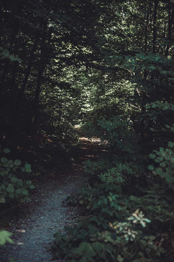 Schmaler Waldweg im Wildpark Warstein, umgeben von dichtem grünen Blätterdach im Schatten.