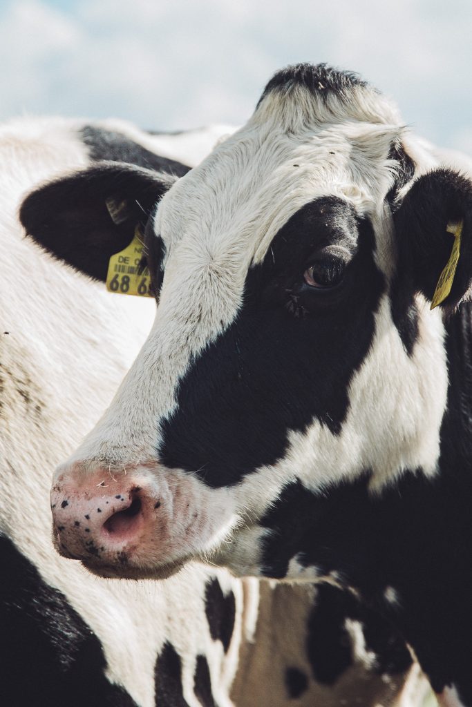 Nahaufnahme einer schwarz-weißen Kuh mit Ohrmarke am Wegesrand in Heiligenkirchen