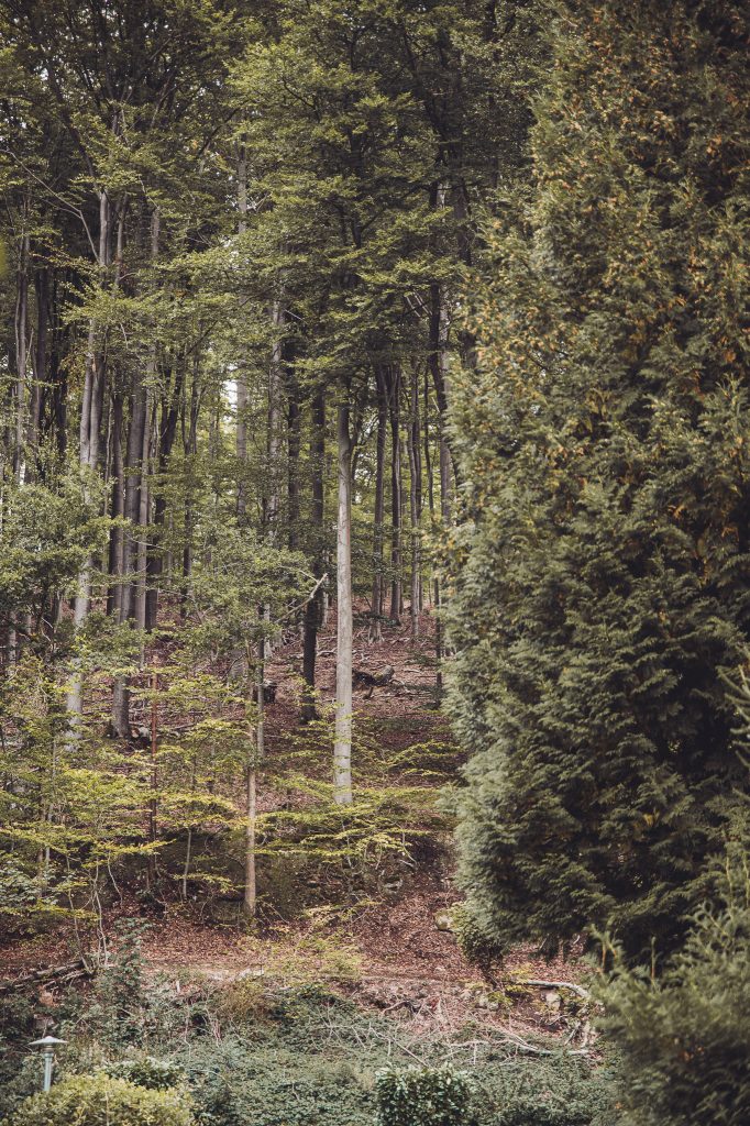 Waldhang mit hohen Bäumen direkt am Campingplatz Niemetal.