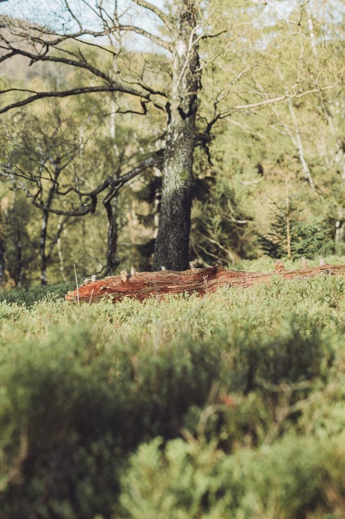 Gefallener Baumstamm im grünen Wald bei den Externsteinen in Lippe