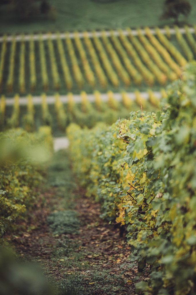 Weinreben in Reihen bei Wittlich mit gelbgrünen Blättern und unscharfem Hintergrund.