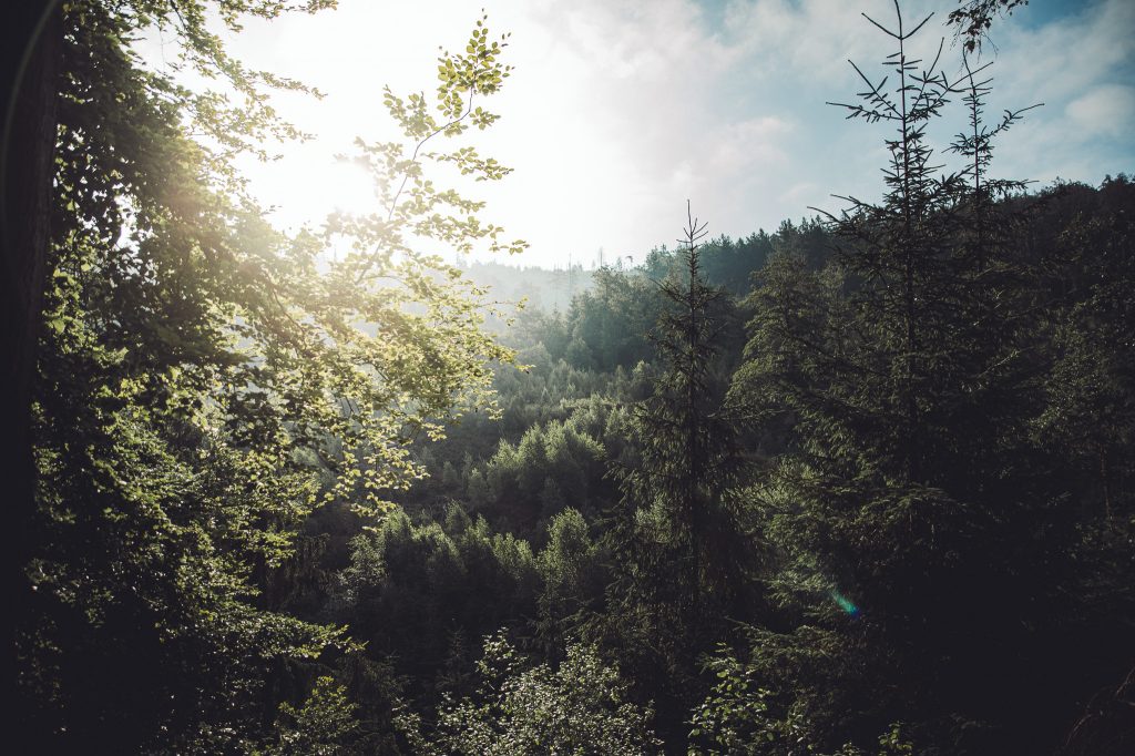 Sonnenlicht scheint durch die Bäume im Wald am Velmerstot im Eggegebirge