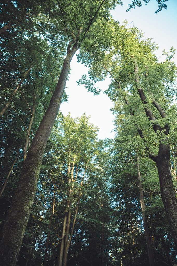 Blick in den grünen Laubwald auf dem Weg zum Velmerstot im Eggegebirge