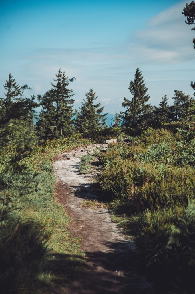 Wanderpfad durch Heide und Nadelbäume auf dem Weg zum Gipfel des Velmerstot