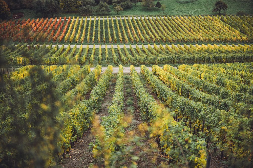 Bunte Weinreben bei Wittlich mit klar erkennbaren Reihen in Gelb, Grün und Rot, fotografiert im Herbst.