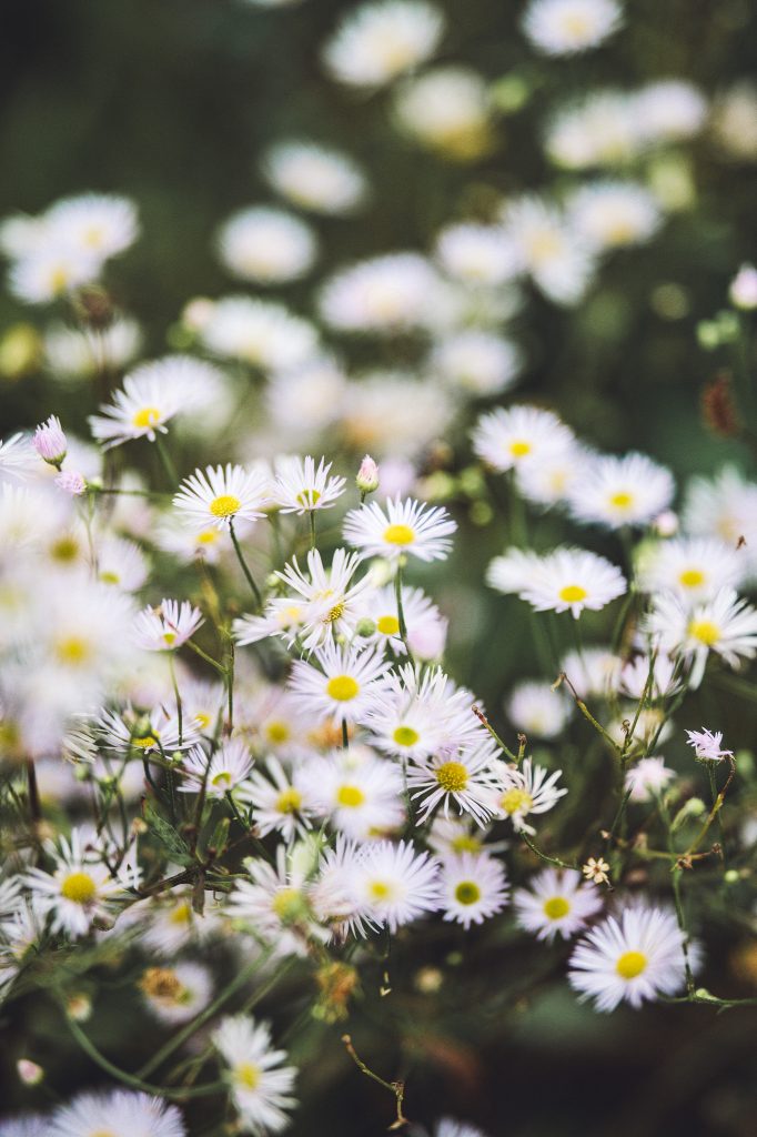 Nahaufnahme von weißen Wildblumen mit gelben Blütenmitten auf einer Wiese bei Wittlich.