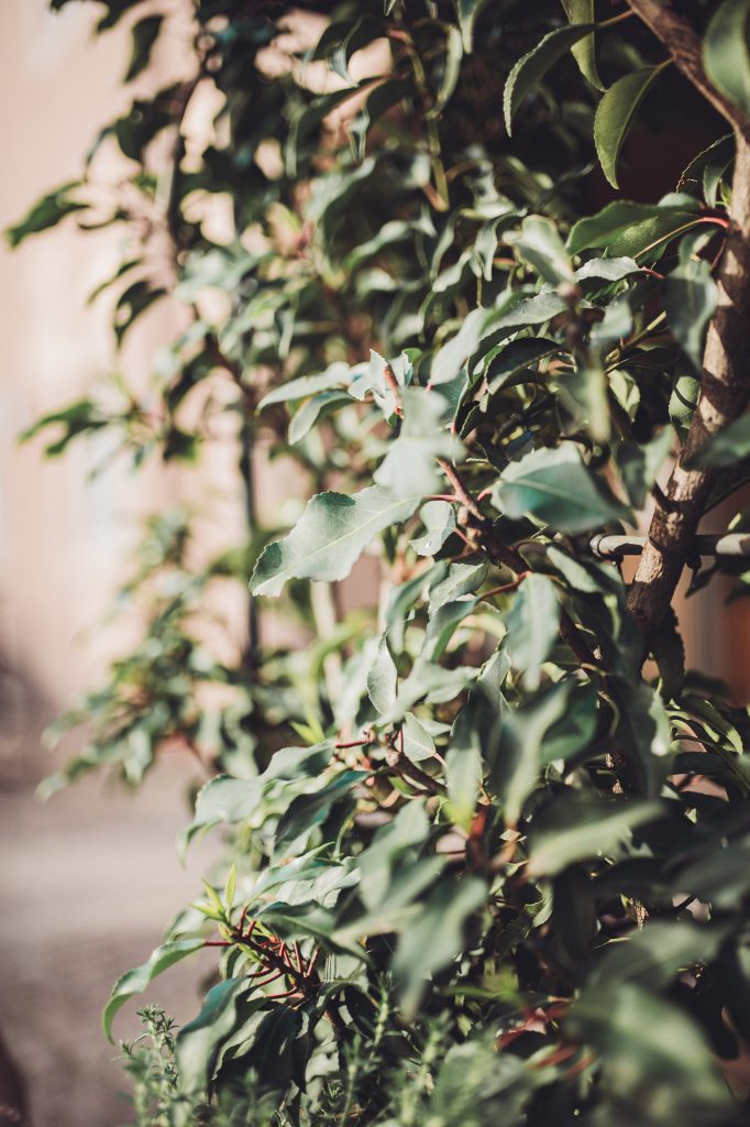 Nahaufnahme von grünen Blättern im Innenhof des Restaurants in Freiburg