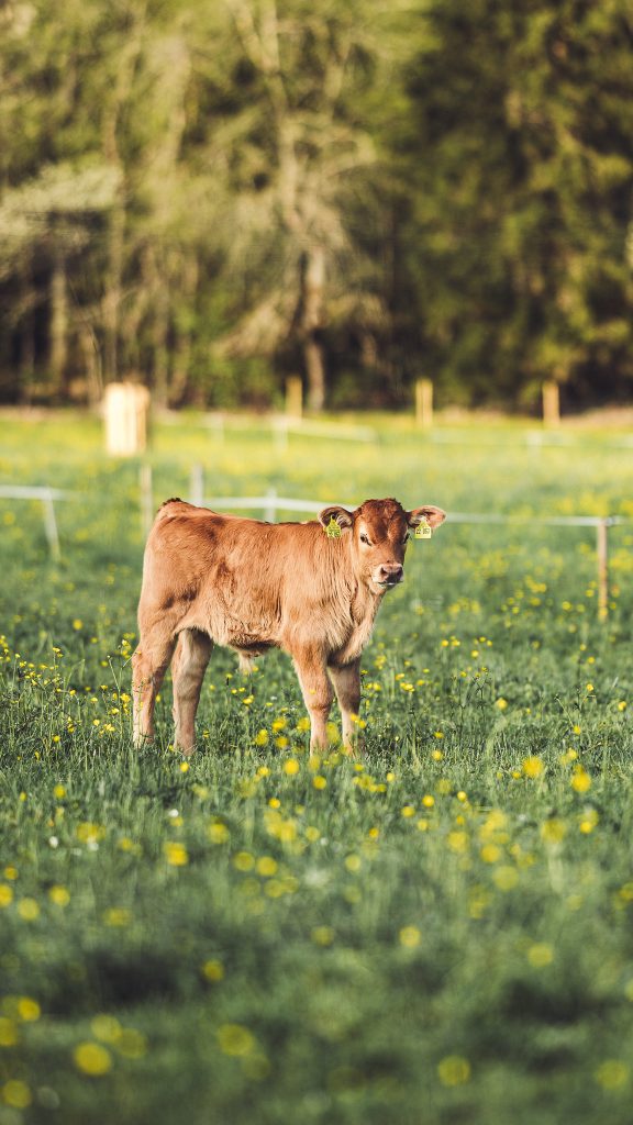 Kalb steht auf einer blühenden Wiese nahe des Kirnbergsees im Schwarzwald.