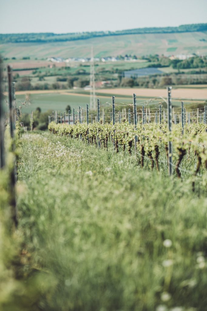 Weinberg mit langen Rebzeilen und weiter Aussicht über Felder und Hügel beim Weingut Holzwarth.