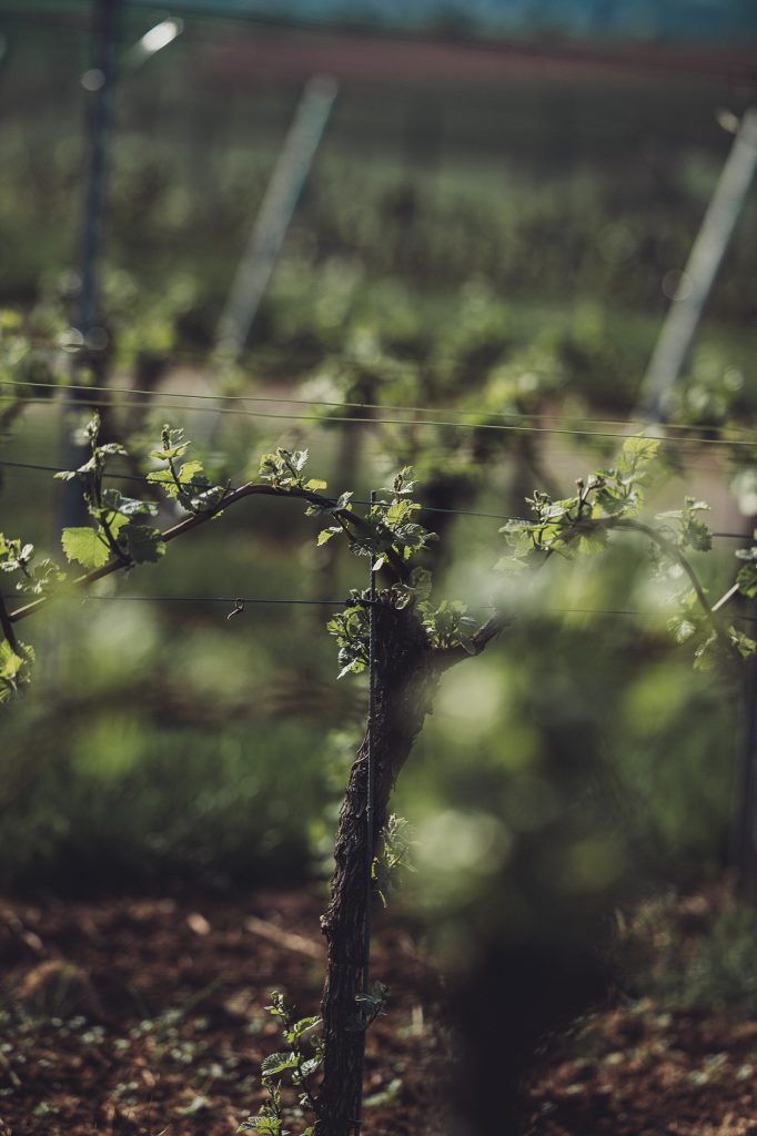Nahaufnahme junger Weinreben mit frischen Blättern im Weinberg des Weinguts Holzwarth.