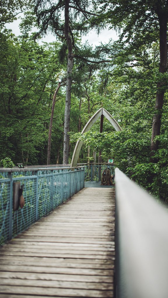 Holzbogen über einem Holzsteg auf dem Baumwipfelpfad im Kellerwald-Edersee