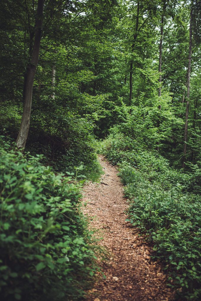 Schmaler Naturpfad durch dichten Wald im Nationalpark Kellerwald-Edersee
