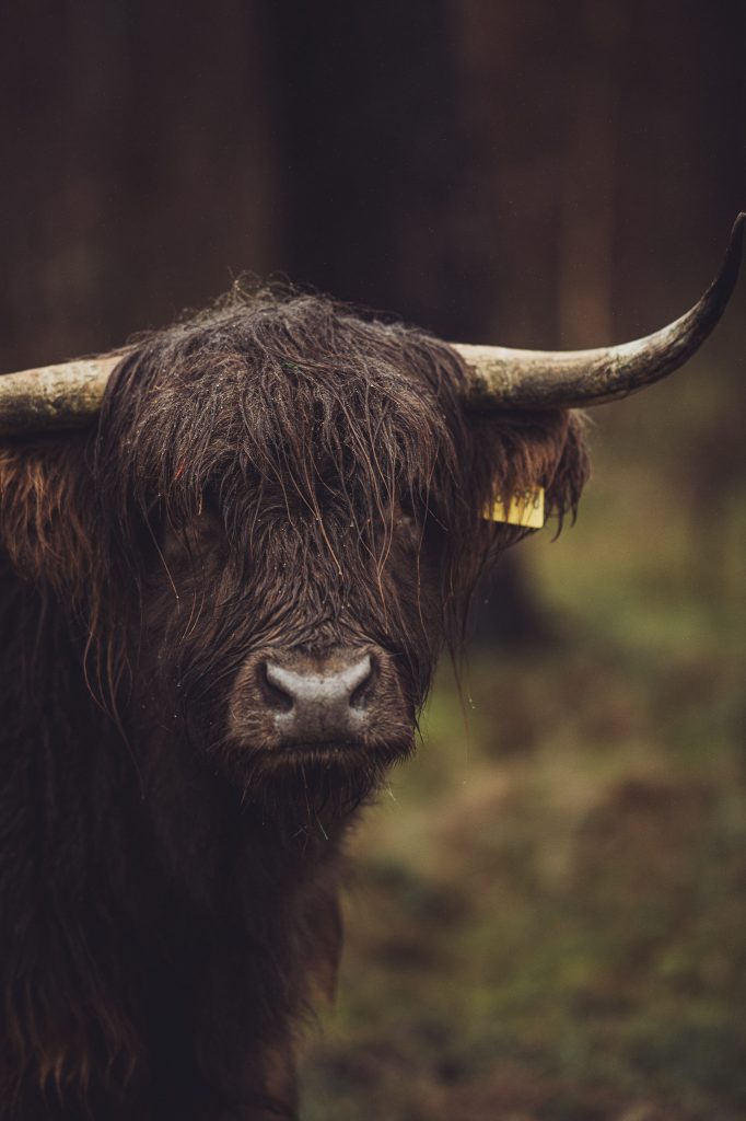 Frontalansicht eines Schottischen Hochlandrinds in der Wistinghauser Senne