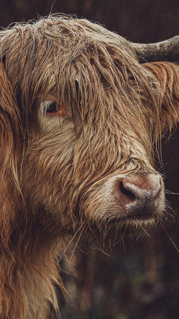 Schottisches Hochlandrind im Seitenprofil in der Senne