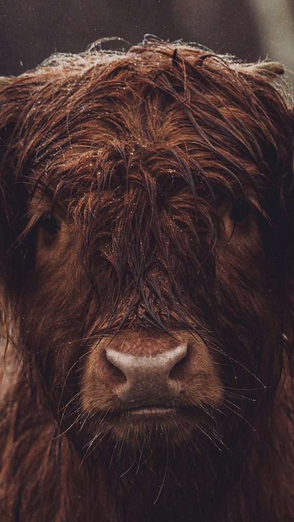 Porträt eines Schottischen Hochlandrinds mit zotteligem Fell