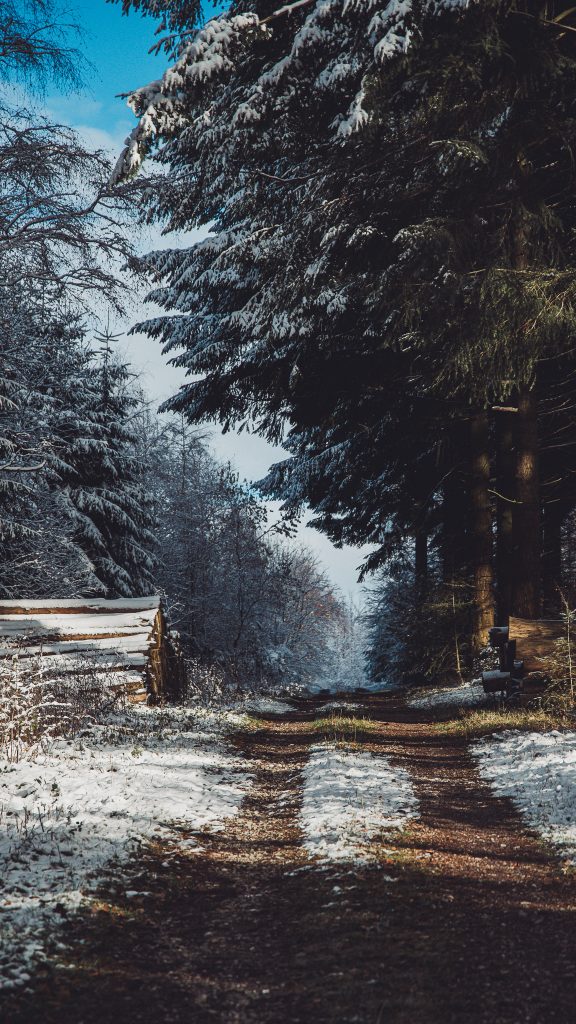 Schmaler Forstweg mit Schnee, hohe Bäume und Holzstapel am Rand