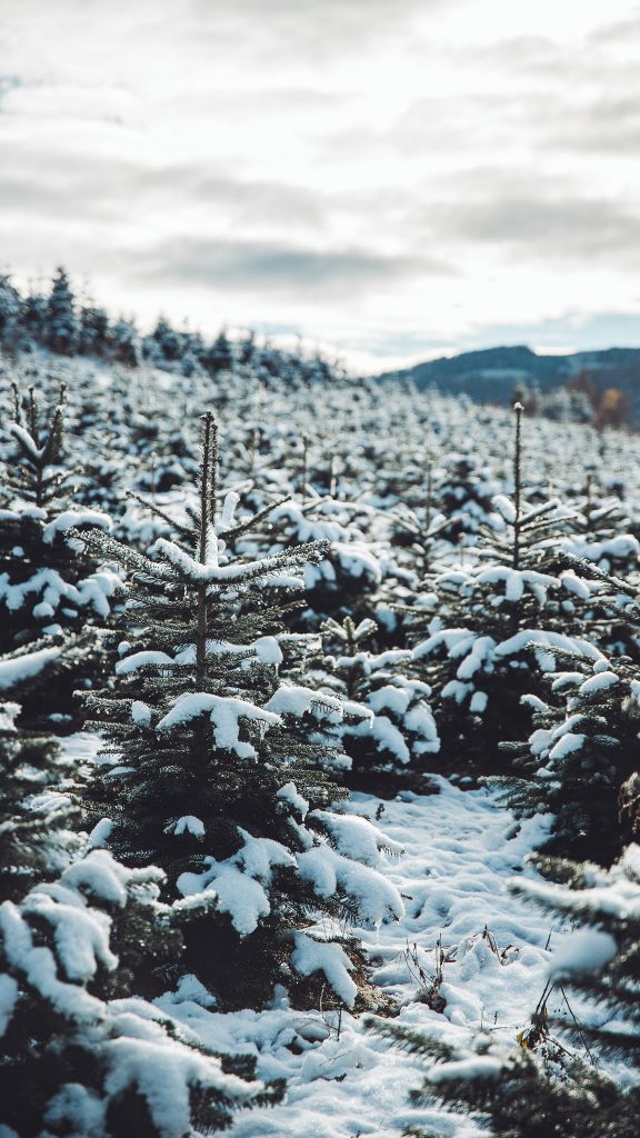 Kleine Tannenbäume in einer Tannenbaumzucht mit Neuschnee bedeckt