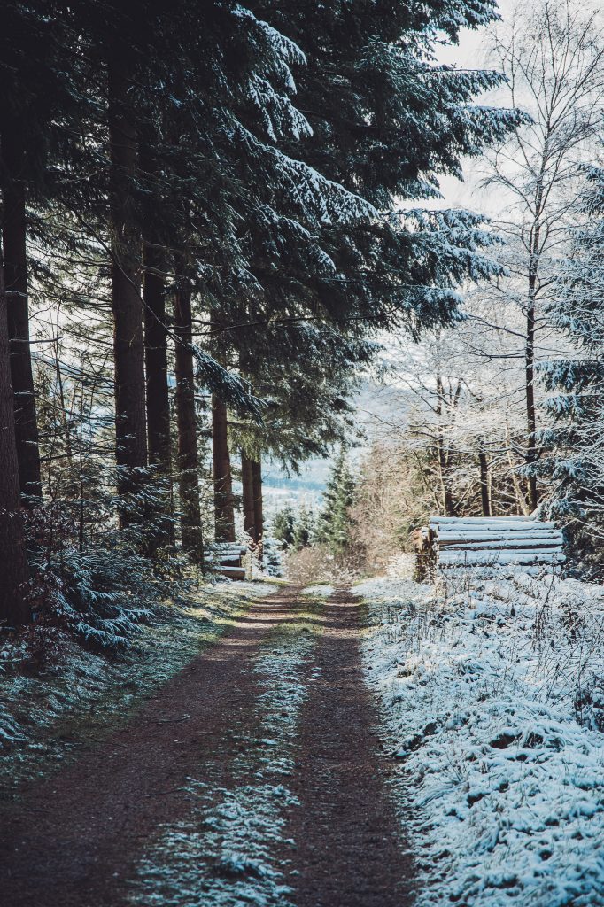 Waldweg mit Schnee, hohe Fichten und winterliche Stimmung