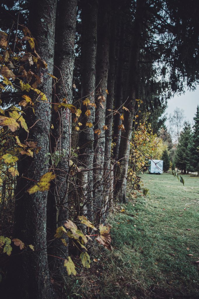 Baumreihe am Waldrand mit Blick über die Wiese zu Campern, Camping des Charmilles in Belgien nahe dem Hohes Venn