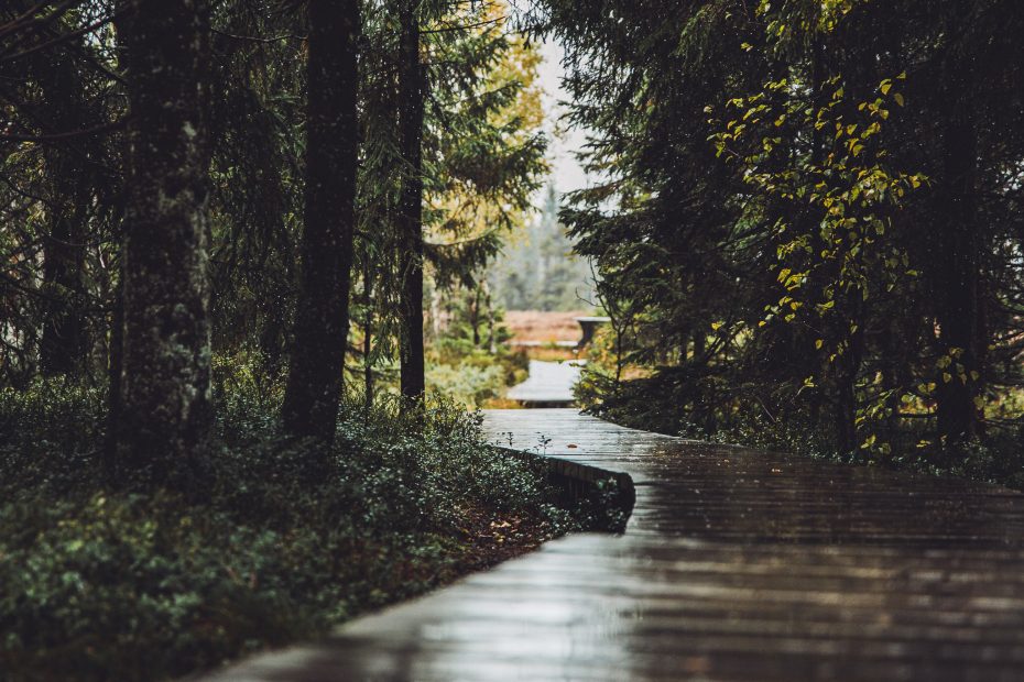 Holzsteg im Wald bei Torfhaus mit Blick auf das Moor und nassem Boden nach Regen