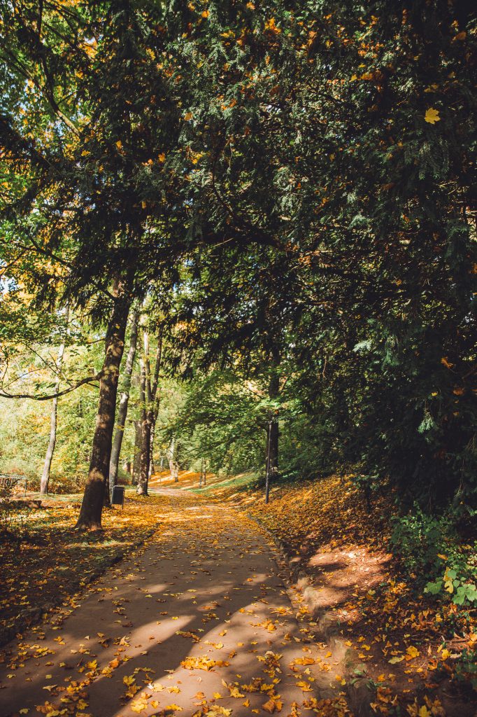 Parkweg in Luxemburg Stadt mit gelbem Herbstlaub, hohe Bäume und Sonnenflecken zwischen den Ästen