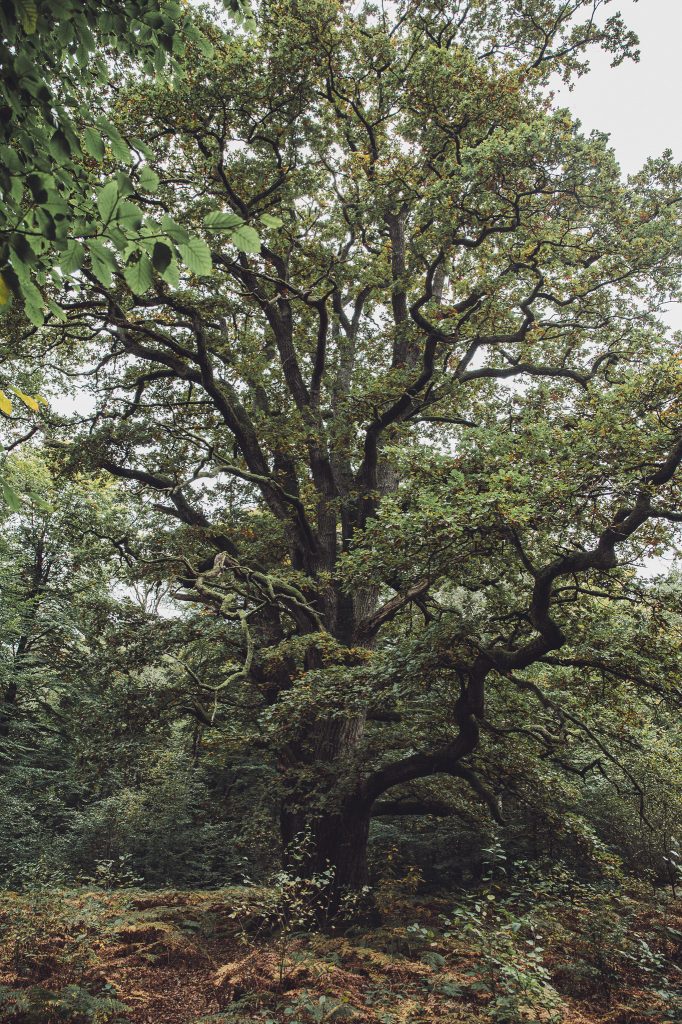Große alte Eiche mit knorrigen Ästen im Urwald Sababurg
