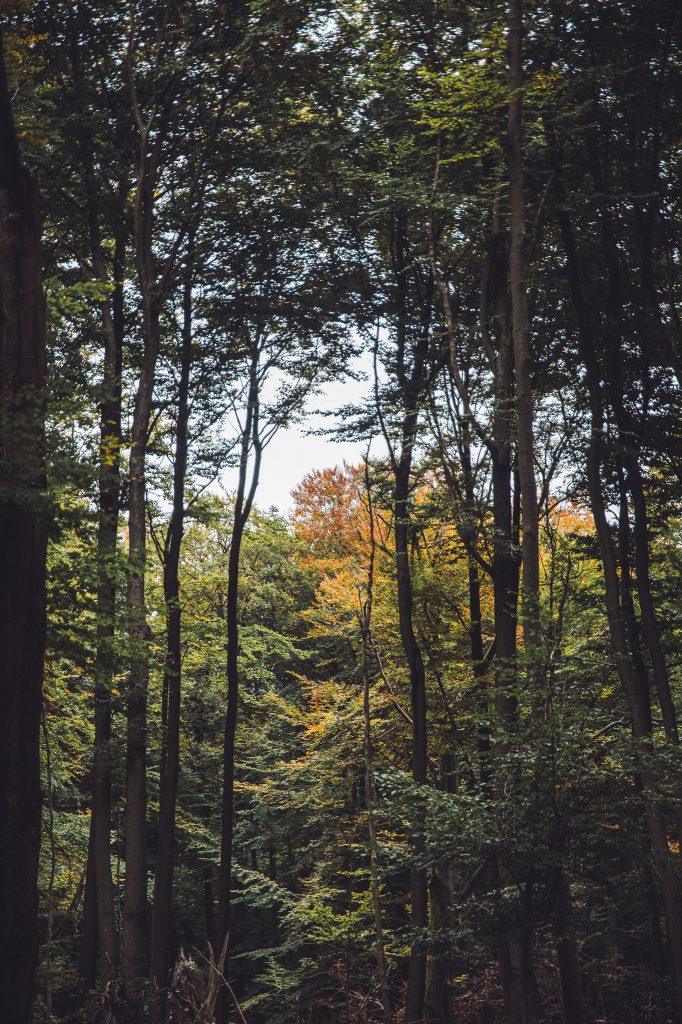 Hoher Laubwald mit herbstlichen Farben im Urwald Sababurg