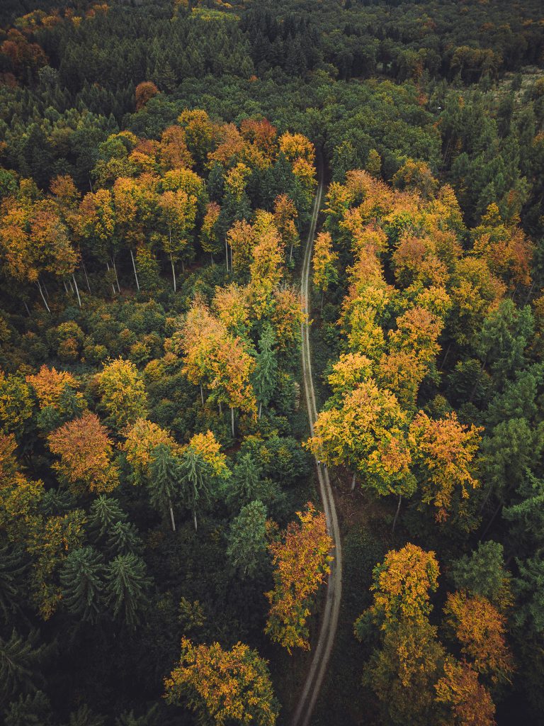 Drohnenaufnahme zeigt herbstlich gefärbten Wald im Urwald Sababurg