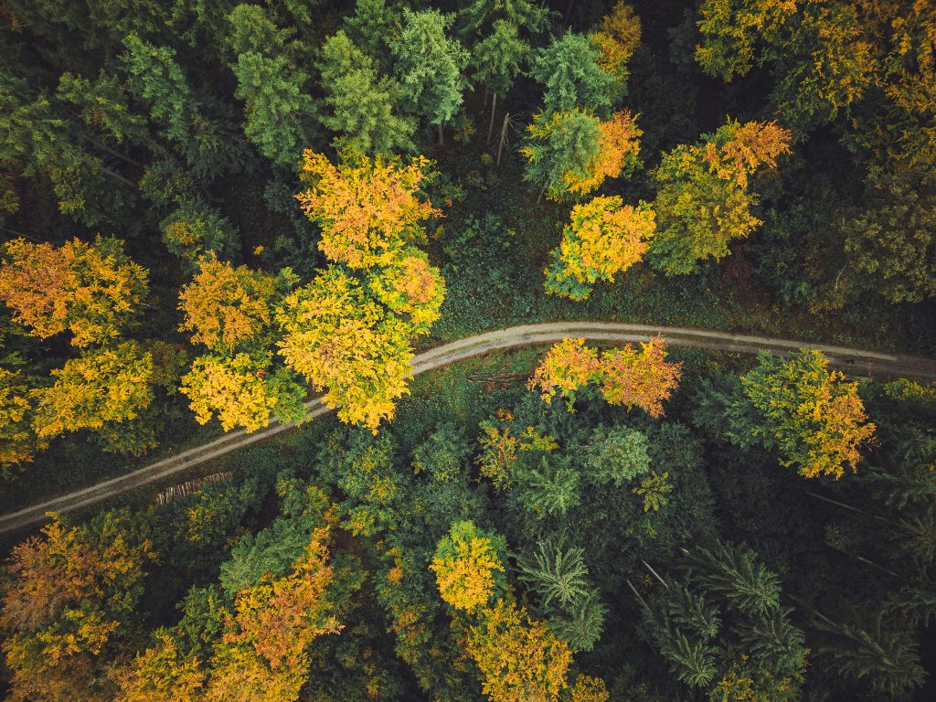 Drohnenaufnahme eines Waldwegs zwischen herbstlichen Baumkronen im Urwald Sababurg