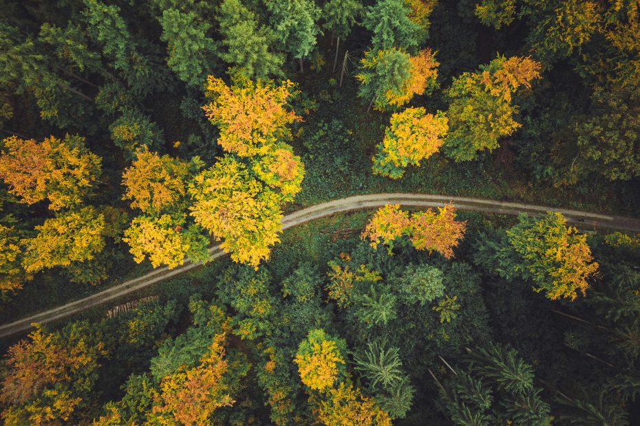 Drohnenaufnahme eines Waldwegs zwischen herbstlichen Baumkronen im Urwald Sababurg